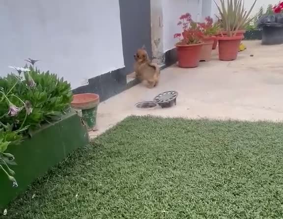 Pomerania perros en venta: Pomerania macho merle - Video 2