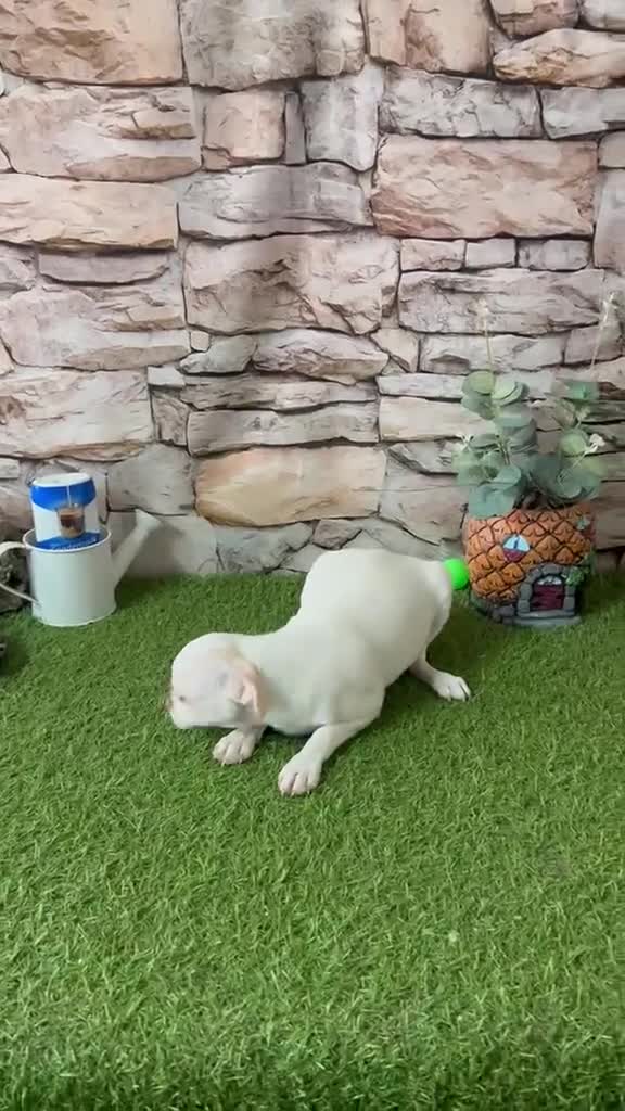 Chihuahua perros en venta: CHIHUAHUA TOY - Video 1