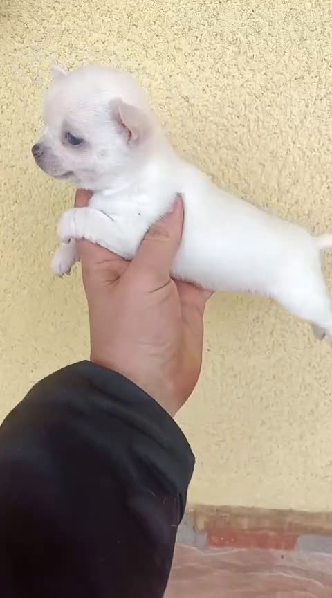 Chihuahua perros en venta: Chihuhua hembra - Video 1
