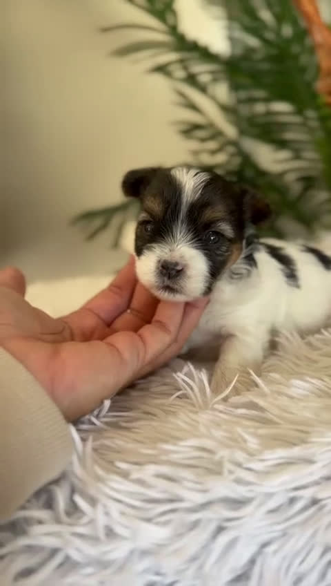 Yorkshire Terrier perros en venta: YORKSHIRE BIEWER - Video 3