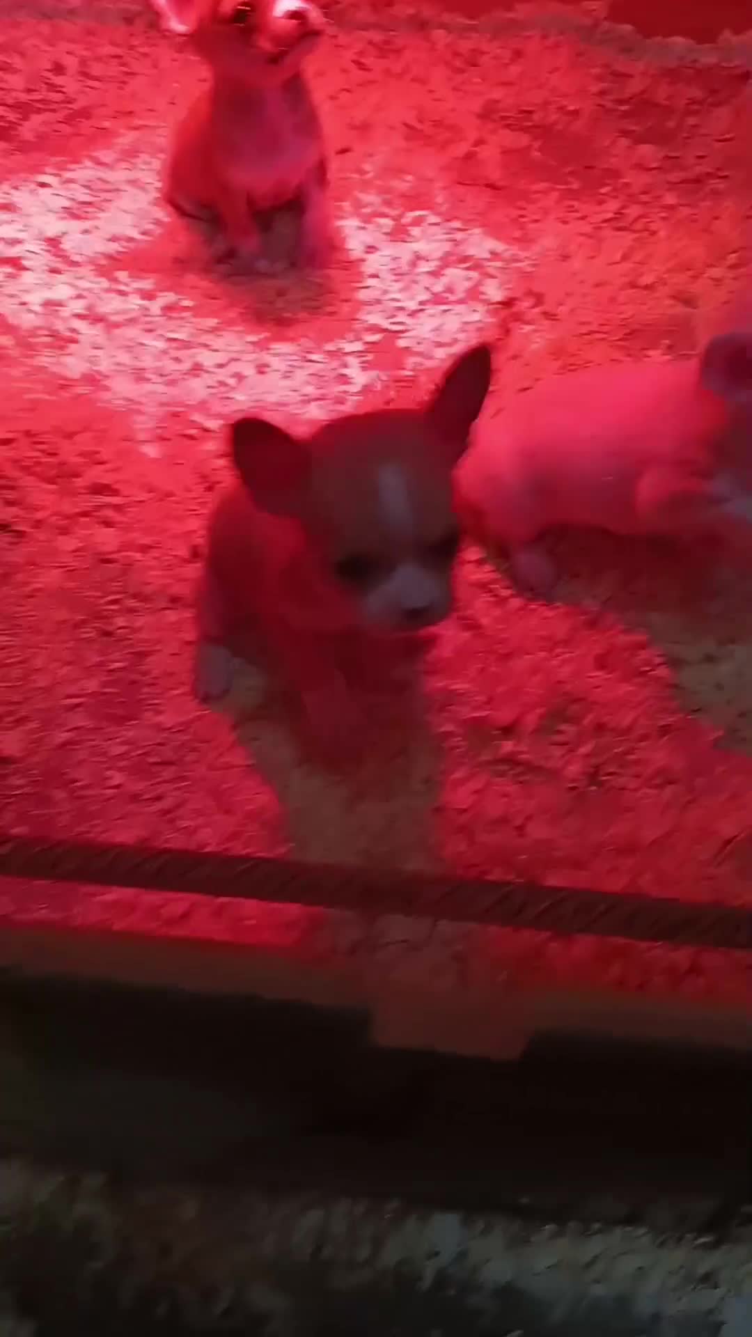 Chihuahua perros en venta: Chihuahua toy - Video 1