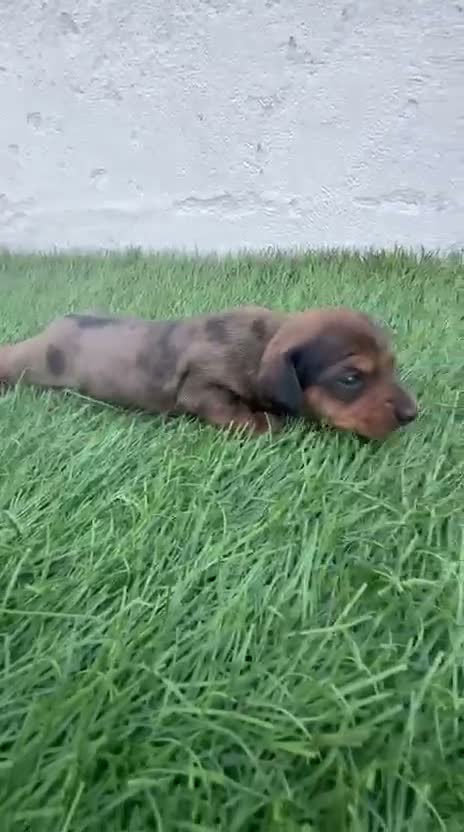Teckel Miniatura perros en venta: Teckel Miniatura - Video 2