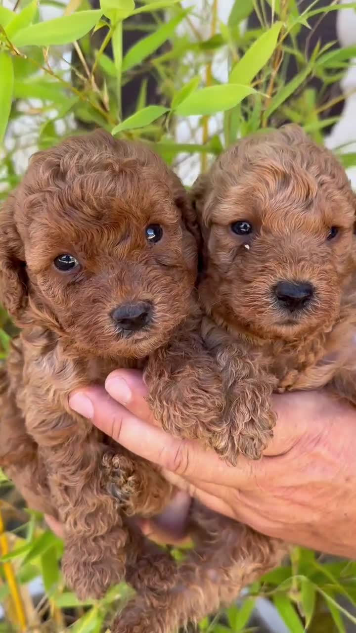 Caniche Enano perros en venta: Increíble camada de Caniche - Video 1