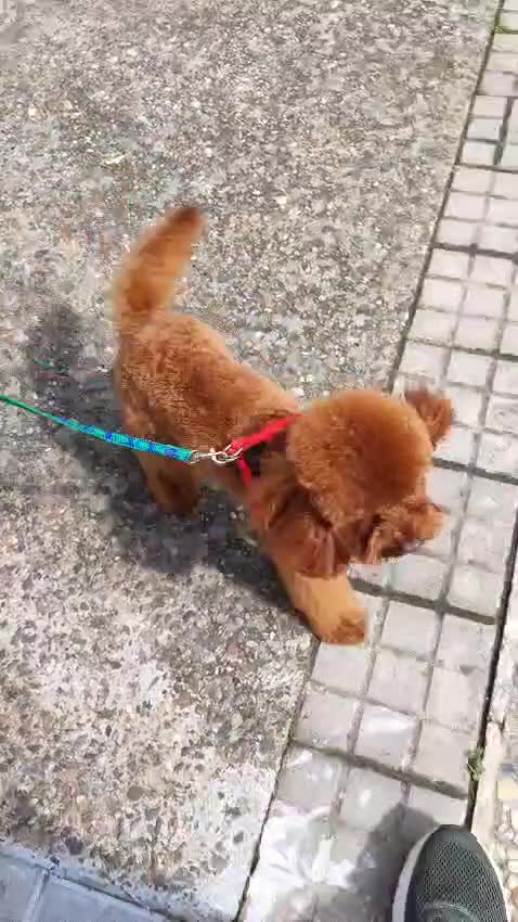 Caniche Toy perros en venta: Caniches toy - Video 1