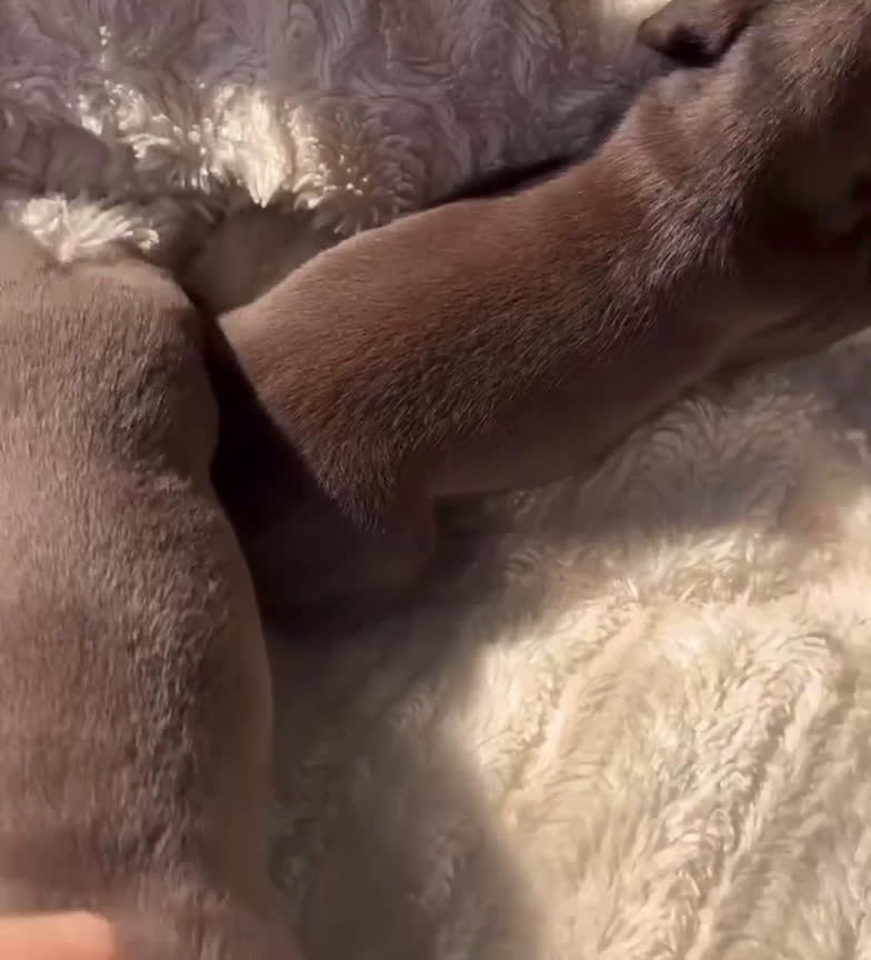 Teckel Miniatura perros en venta: Teckel mini en Illes Balears - Video 1