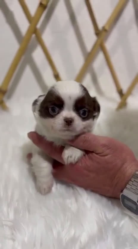 Chihuahua perros en venta: CHIHUAHUA TOY PELO LARGO CHOCOLATE Y BLANCO - Video 1