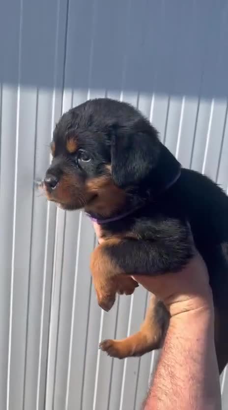 Rottweiler perros en venta:  Rottweiler  en Sevilla - Video 1