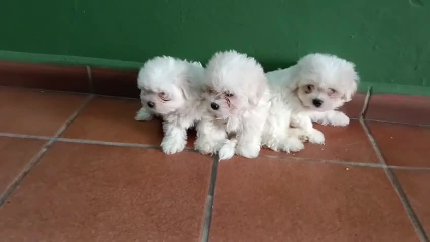 Bichón Maltés perros en venta: Bichón maltes Toy  - Video 2