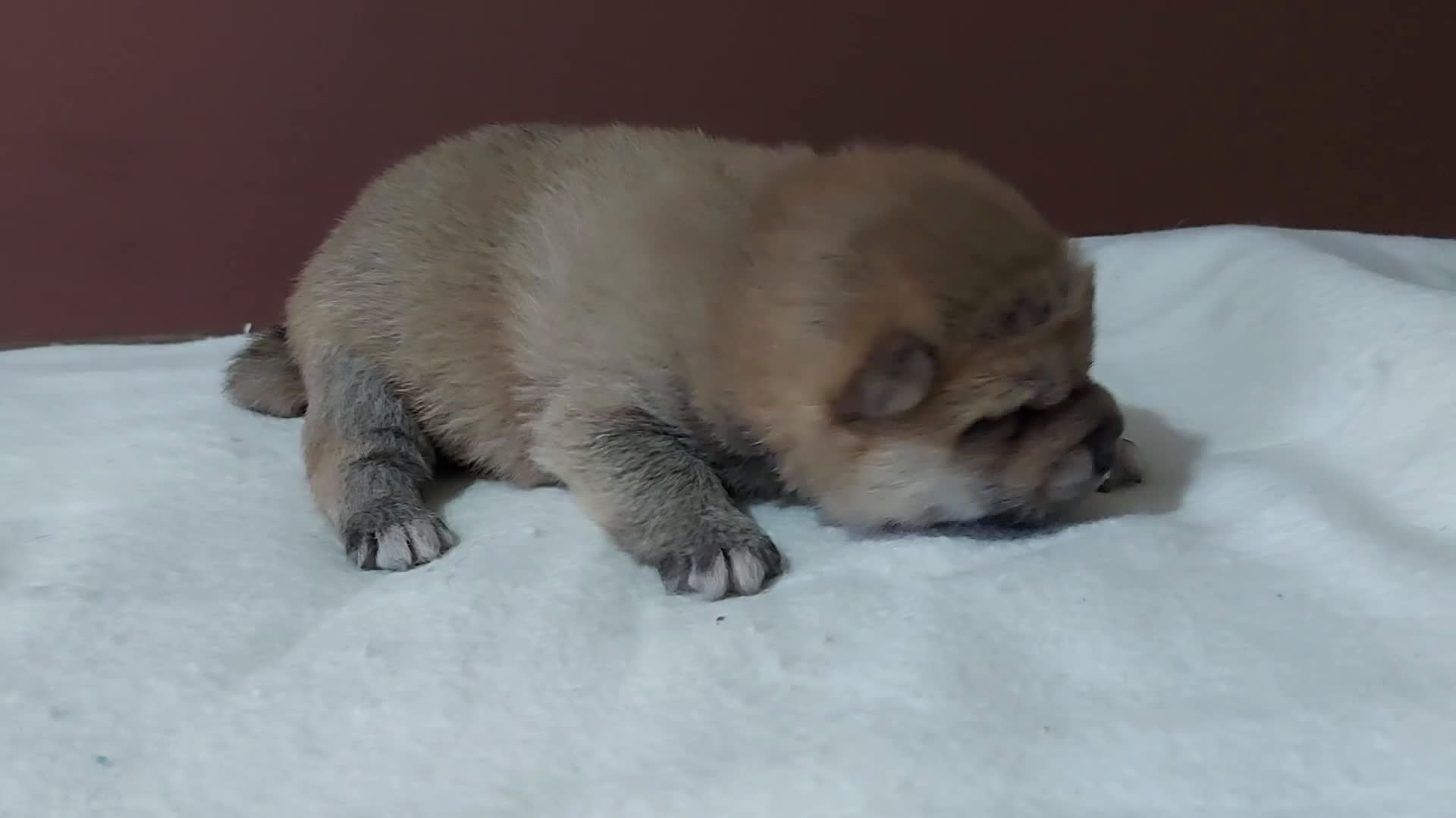 Shiba Inu perros en venta: SHIBA INU CRIA FAMILIAR - Video 1