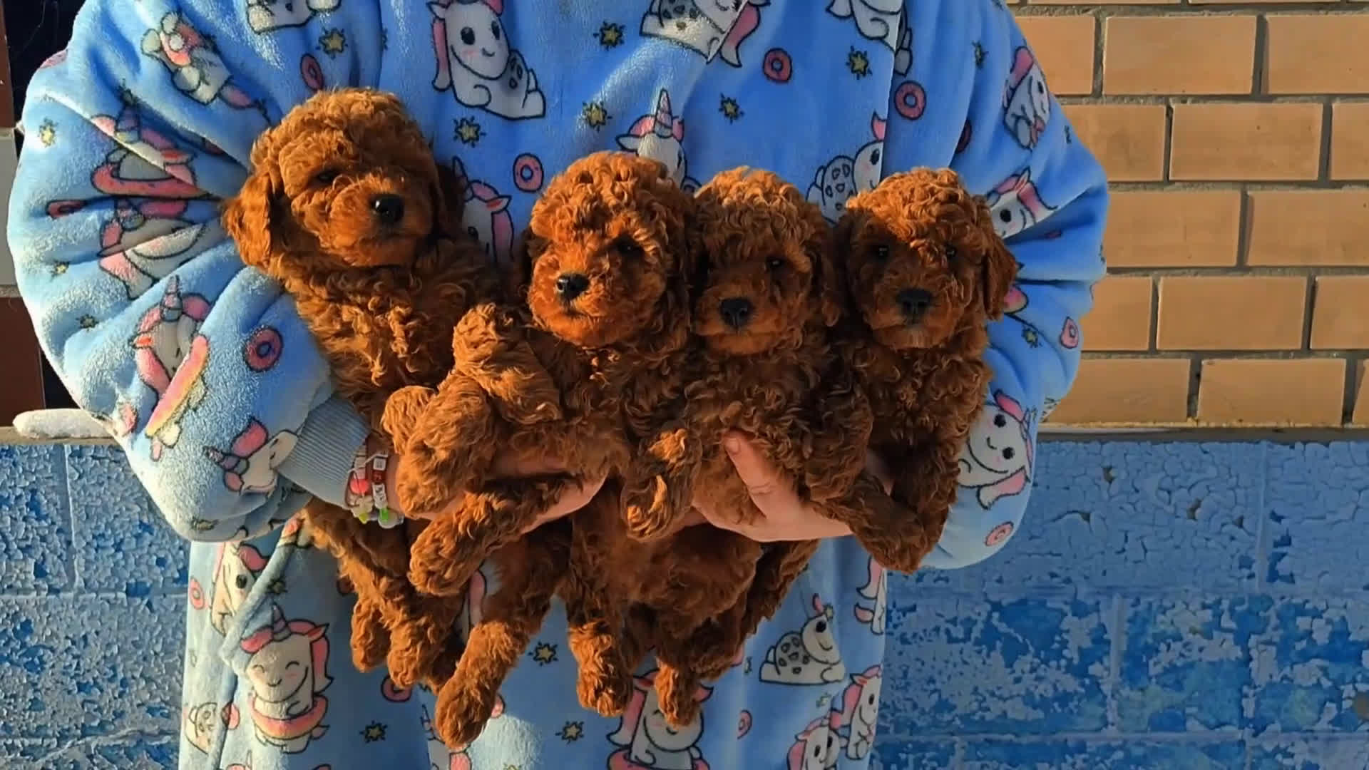 Caniche Toy perros en venta: caniche rojo toy asiáticos  en La Coruña - Video 1