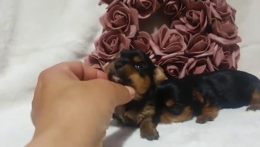 Yorkshire Terrier perros en venta: Ccahorros raza Yorkshire  en Granada - Video 1