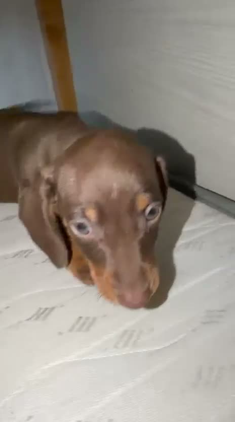 Teckel Miniatura perros en venta: Teckel Miniatura - Video 2