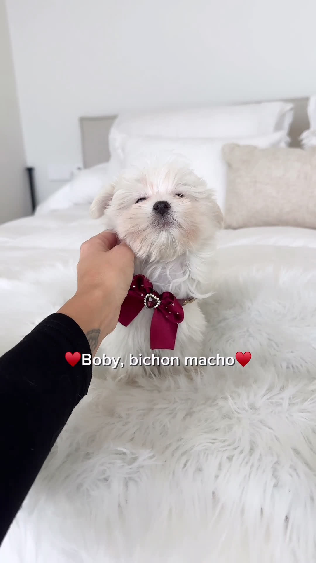 Bichón Maltés perros en venta: Bichon maltes macho - Video 1
