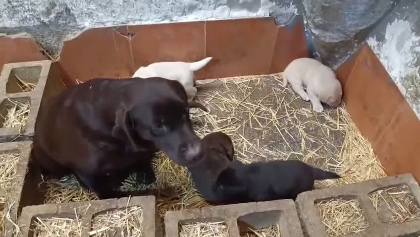 Labrador Retriever perros en venta: Cachorros de Labrador  - Video 1