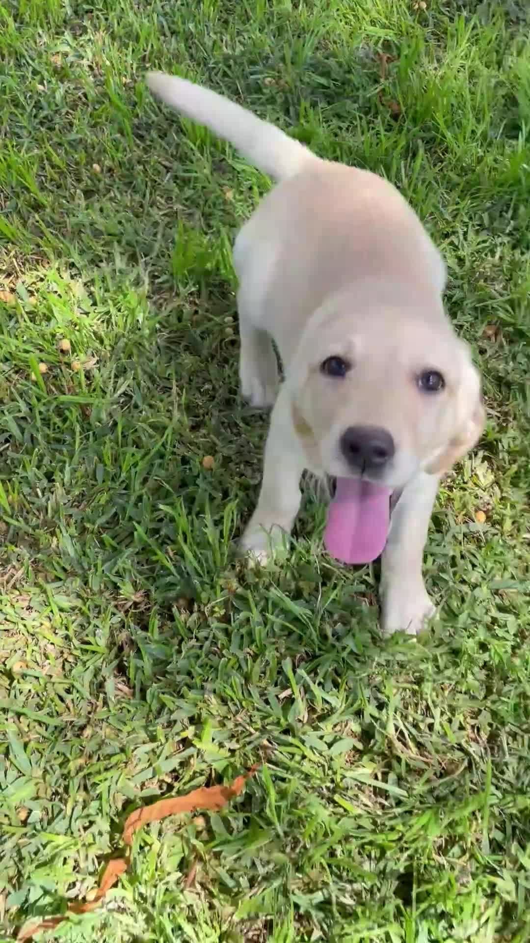 Labrador Retriever perros en venta: Labrador  - Video 1