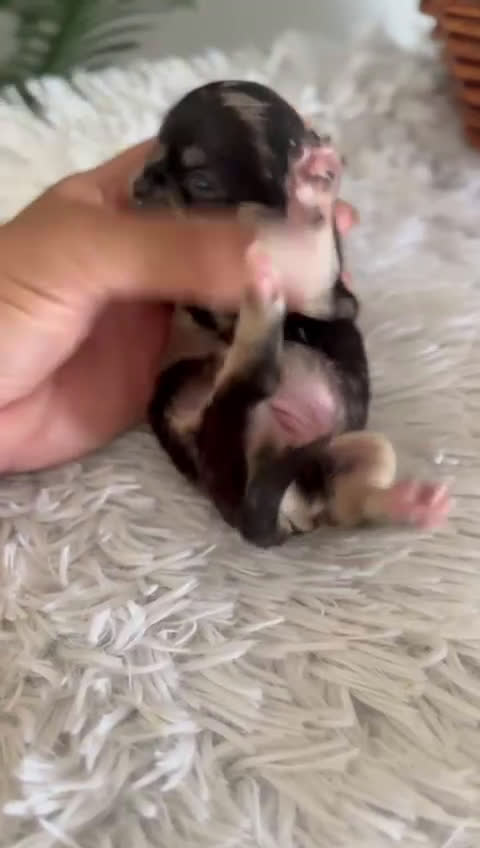 Chihuahua perros en venta: CHIHUAHUA HEMBRA MERLE - Video 1