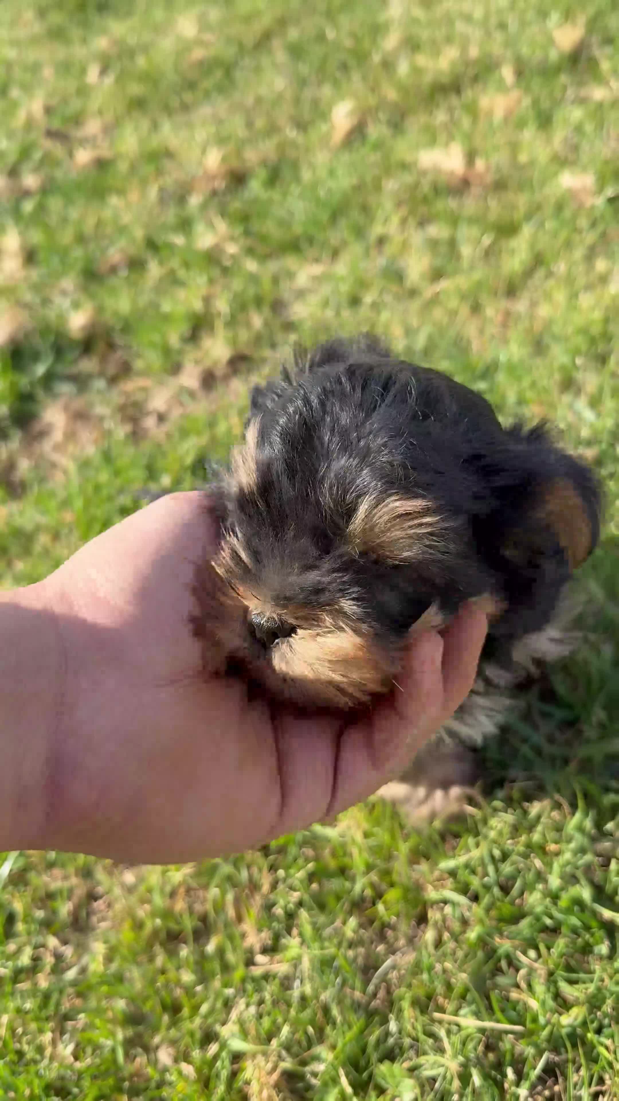 Yorkshire Terrier perros en venta: Yorkshire toy - Video 1