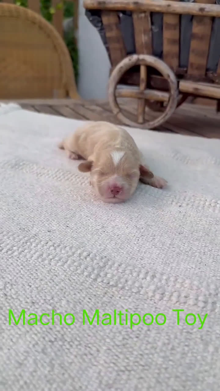Maltipoo perros en venta: Maltipoo Toy Apricot y crema preciosos bebes  - Video 2