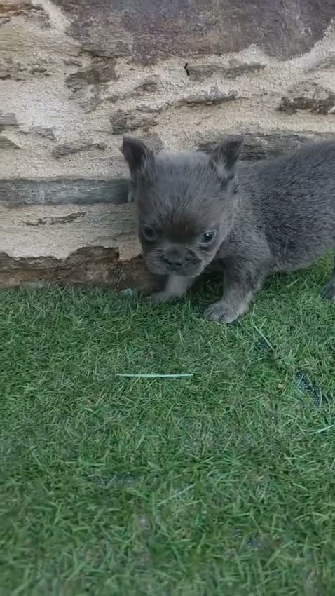 Bulldog Francés perros en venta: Bulldog frances - Video 1
