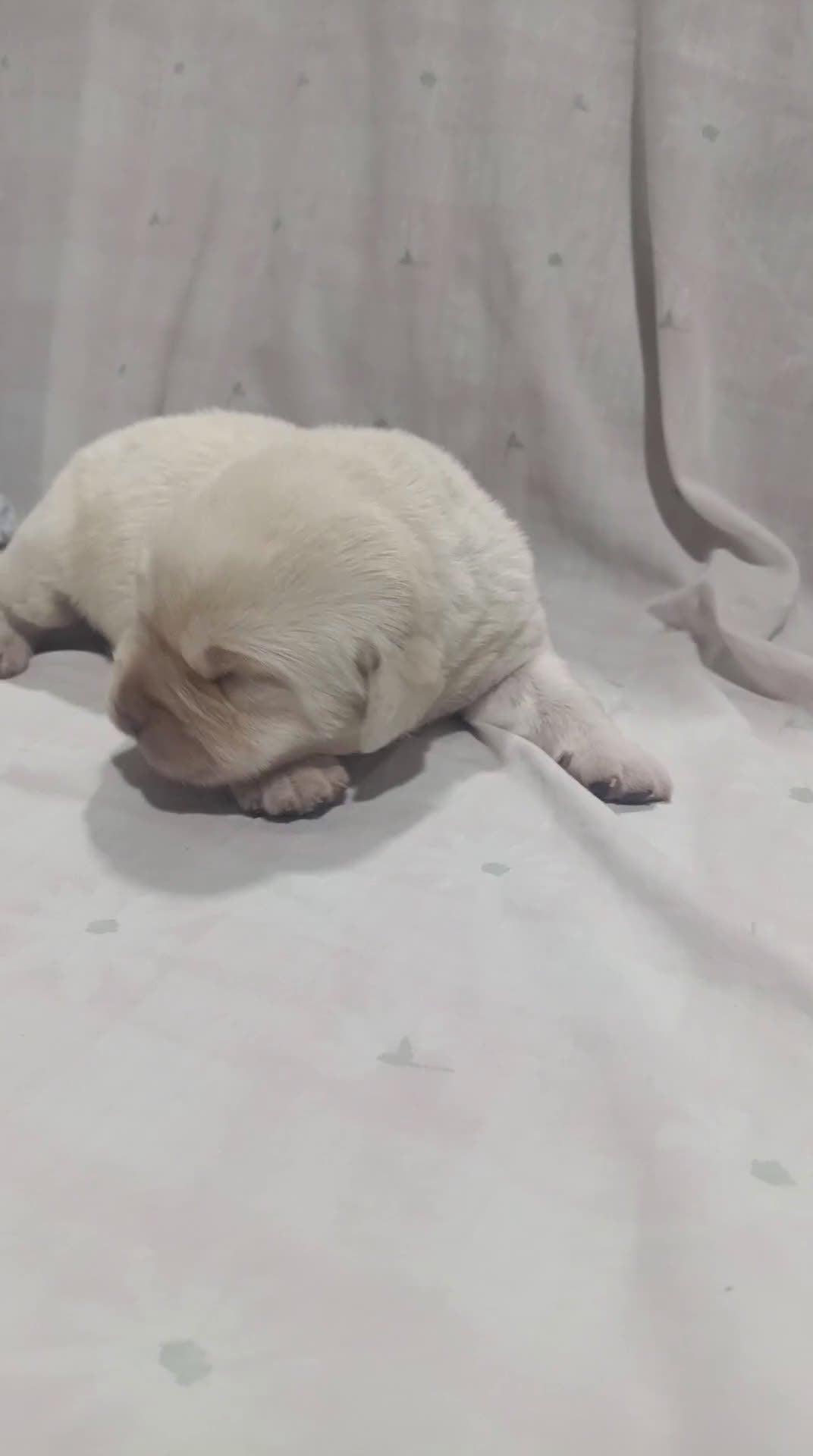 Labrador Retriever perros en venta: Labrador retriever dorado  - Video 1
