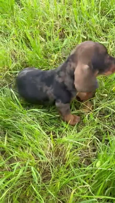 Teckel Miniatura perros en venta: Teckel mini macho  - Video 1