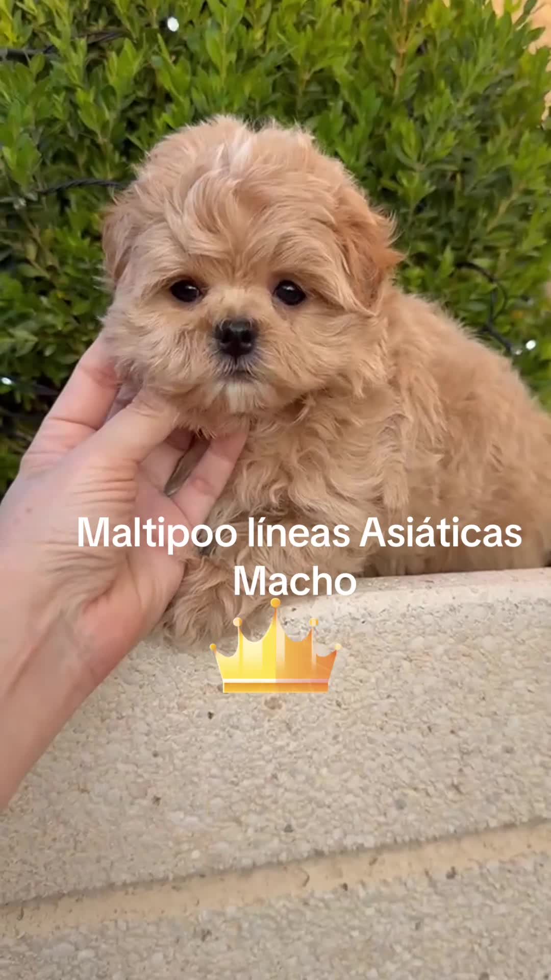 Maltipoo perros en venta: Maltipoo muy bonito líneas asiáticas  - Video 1