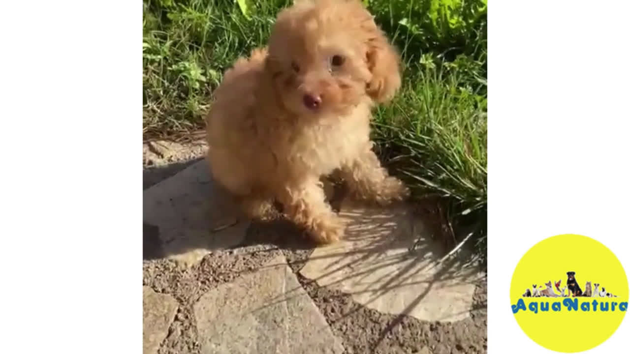 Caniche Mediano perros en venta: Caniche Hembra de Estela y Alejo 6278 - AQUANATURA en Barcelona - Video 1