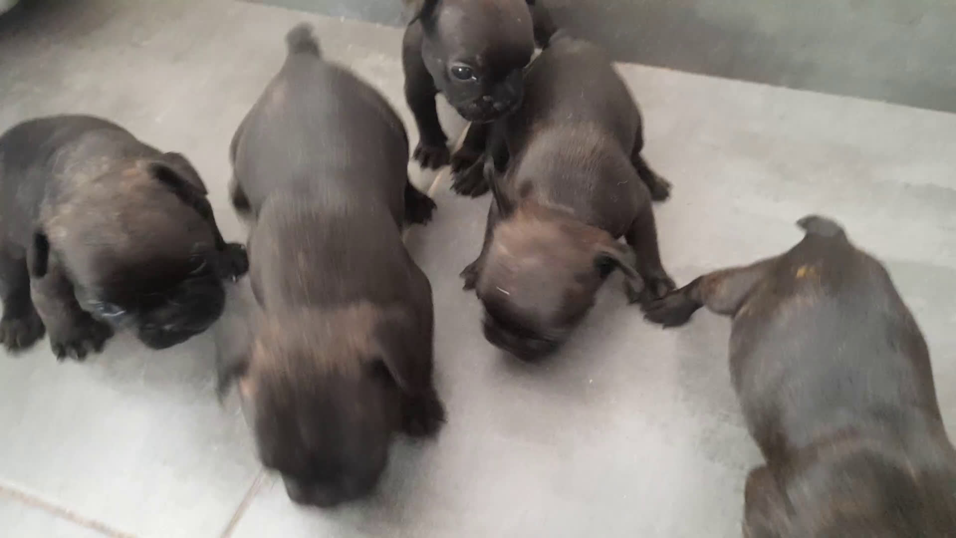 Bulldog Francés perros en venta: Camada de Bulldog Francés - Video 2