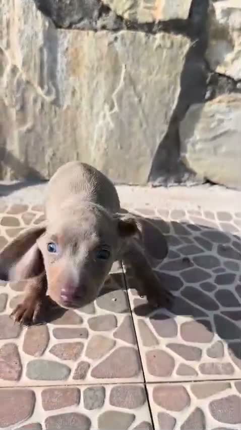Teckel Miniatura perros en venta: Teckel Miniatura - Video 2