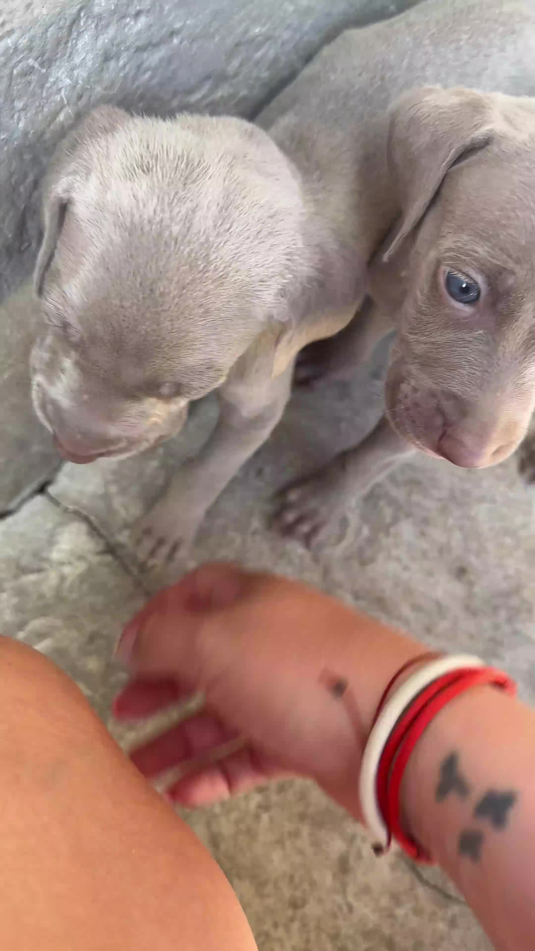 Weimaraner perros en venta: WEIMARANER - Video 1