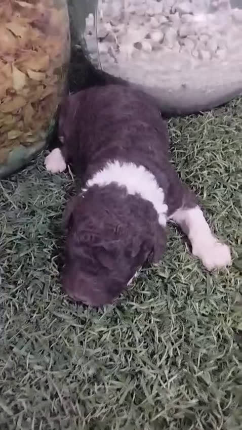 Perro de Agua Español perros en venta: Cachorro macho bicolor - Video 2