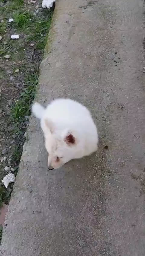 Pastor Blanco Suizo perros en venta: Preciosa hembra de pastor suizo - Video 3