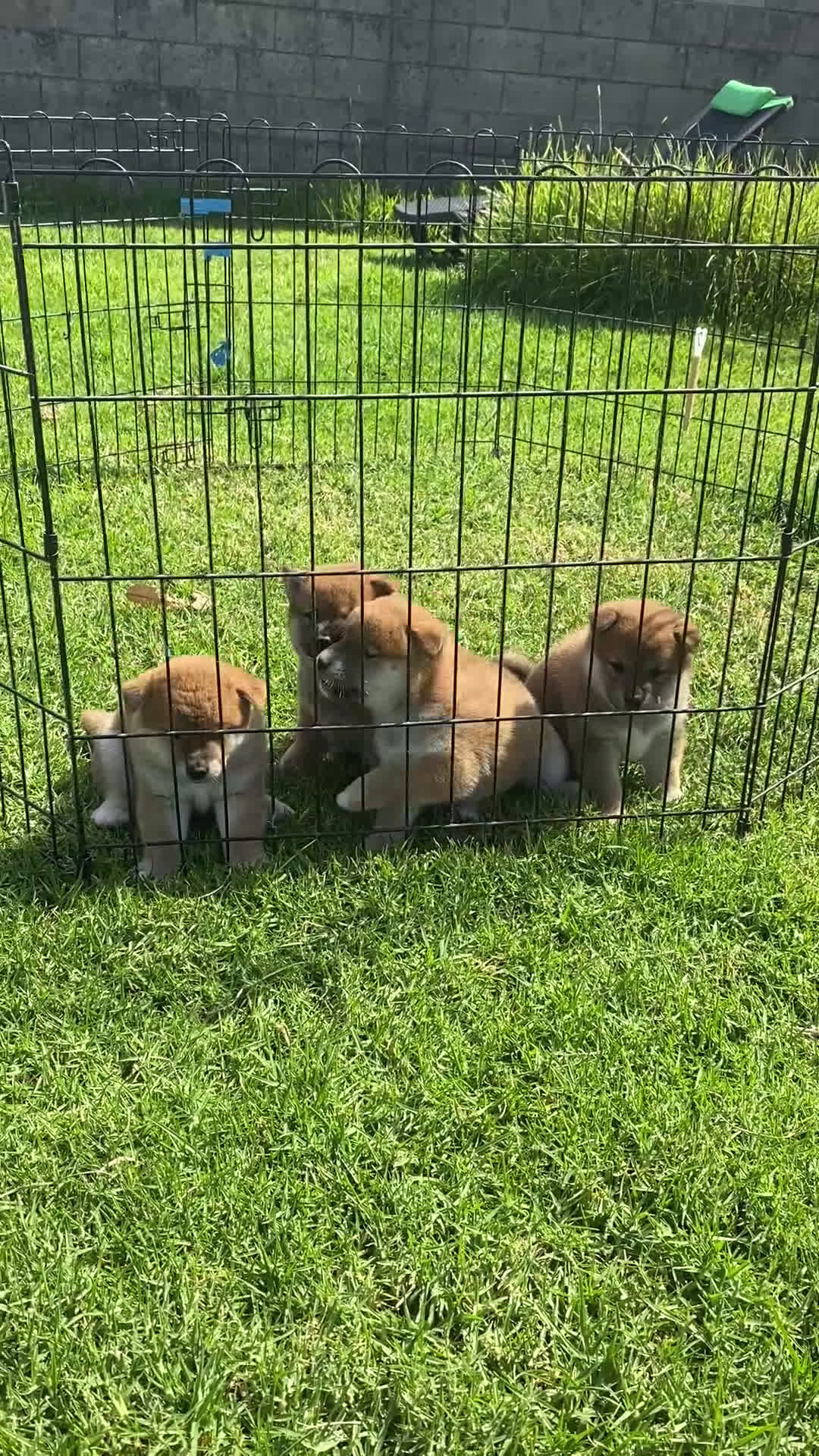 Shiba Inu perros en venta: SHIBA INU PONTEVEDRA - Video 1