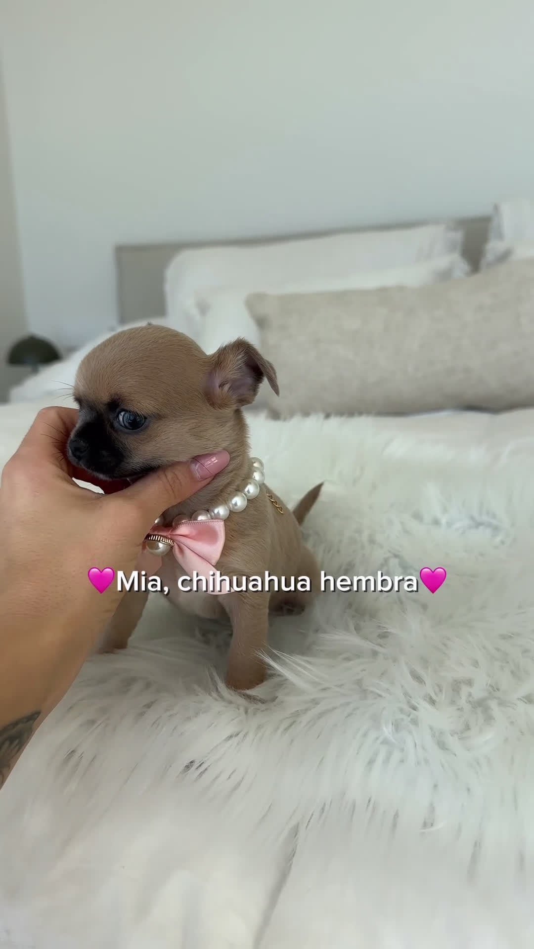 Chihuahua perros en venta: Chihuahua hembra - Video 1