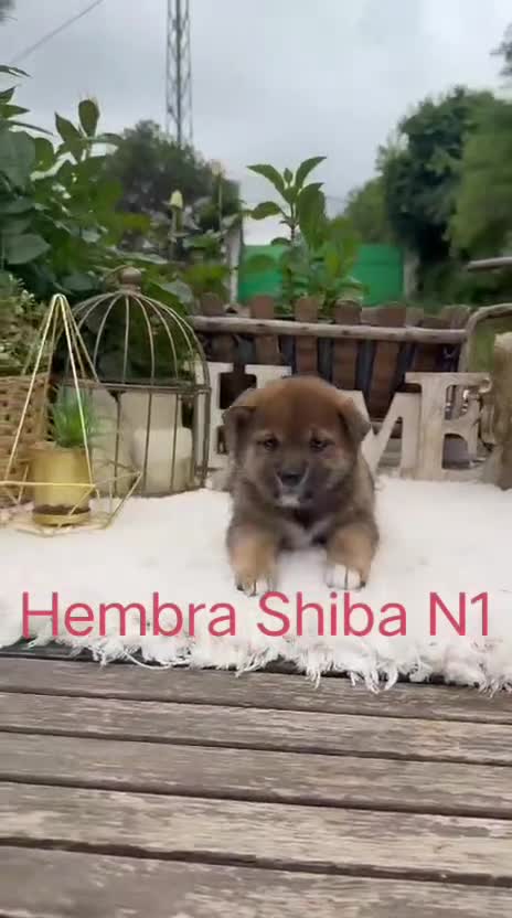 Shiba Inu perros en venta: Shiba Inu rojos preciosos inigualables  - Video 4