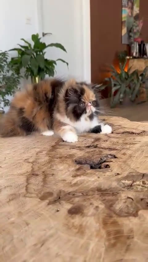 Persa gatos en venta: Persa hembra  - Video 2