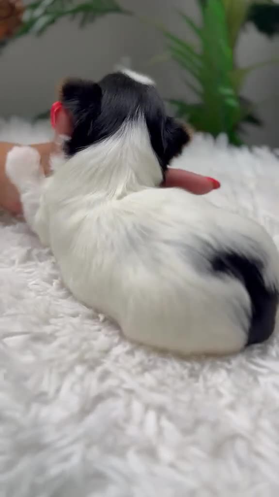 Yorkshire Terrier perros en venta: YORKSHIRE BIEWER - Video 4