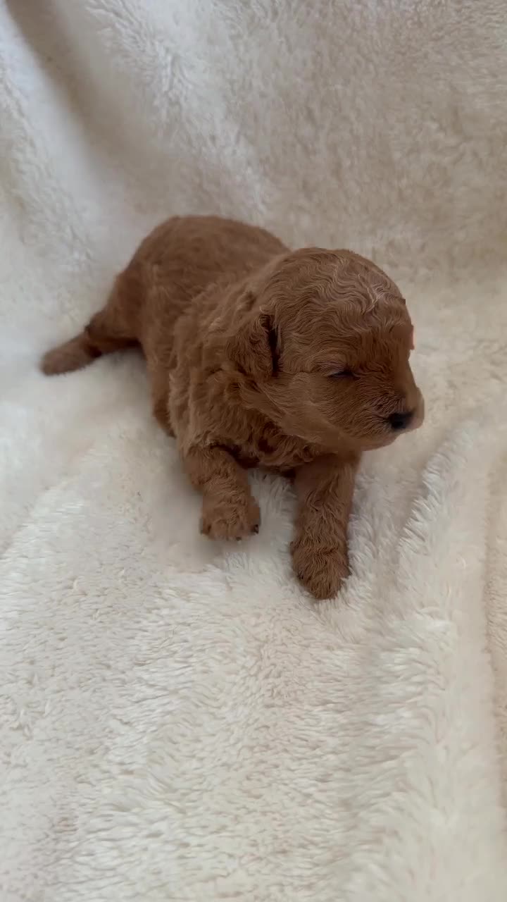 Caniche Toy perros en venta: Caniche toy  - Video 1
