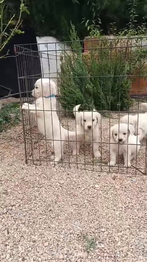 Golden Retriever perros en venta: Golden Retriever  - Video 1