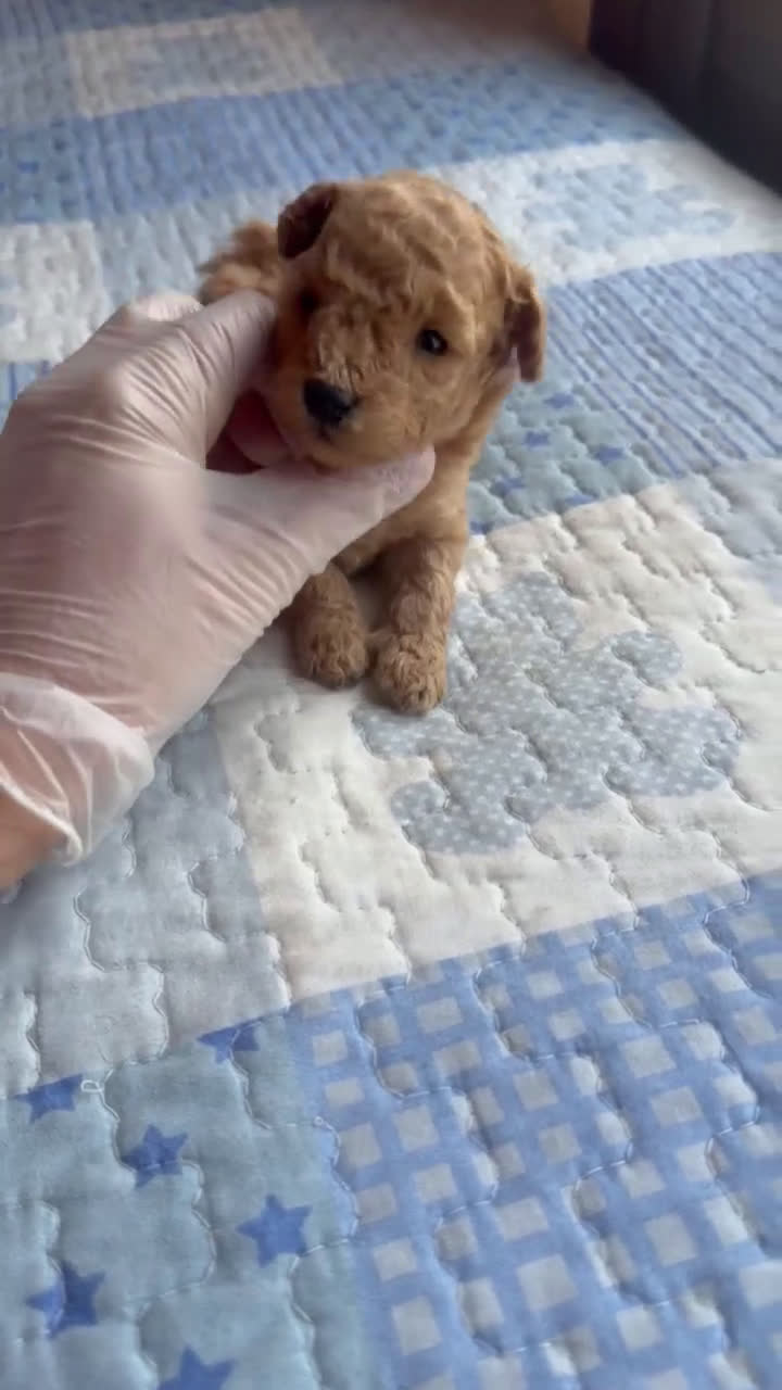 Caniche Toy perros en venta: Hembrita de caniche toy a la venta  - Video 1