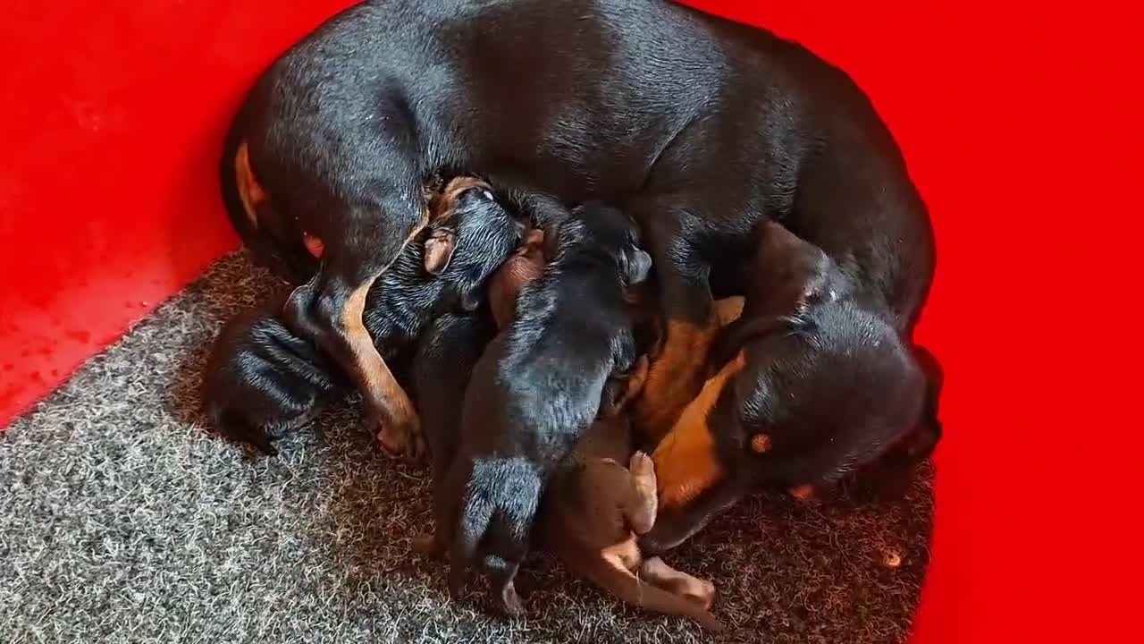 Teckel perros en venta: Teckel Canichen - Video 3