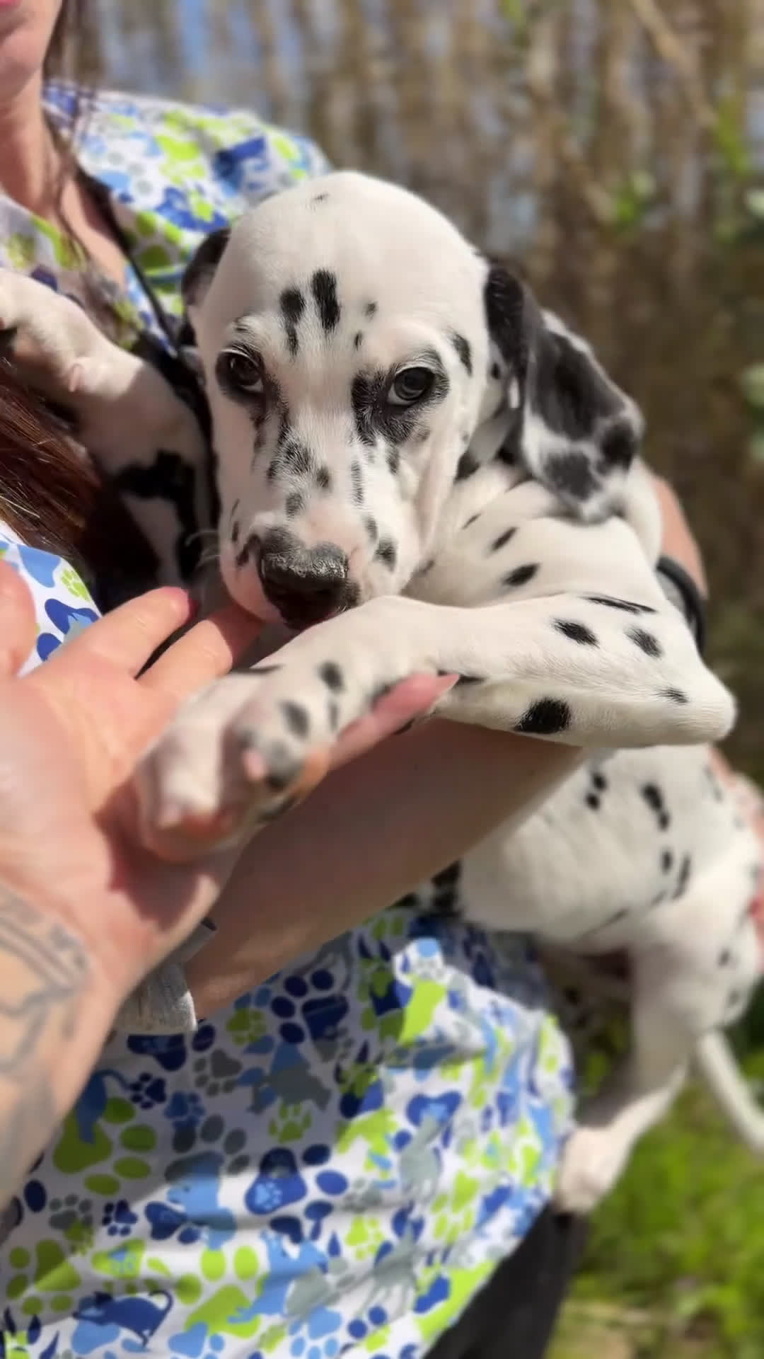 Dálmata perros en venta: Dálmata macho  - Video 1