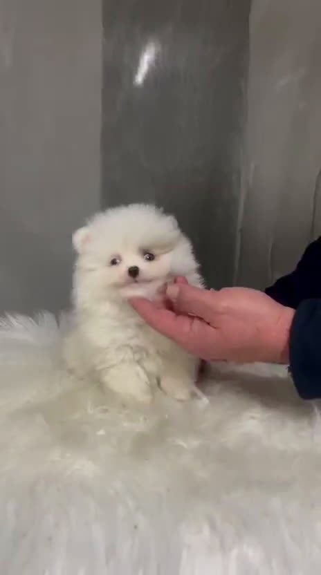 Pomerania perros en venta: POMERANIA BLANCO TOY - Video 1