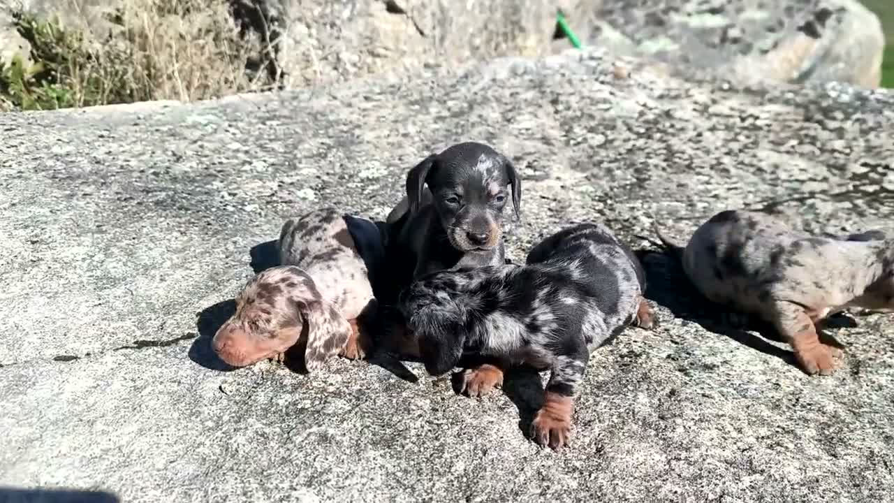Teckel Miniatura perros en venta: Camada de teckel mini color merler - Video 1