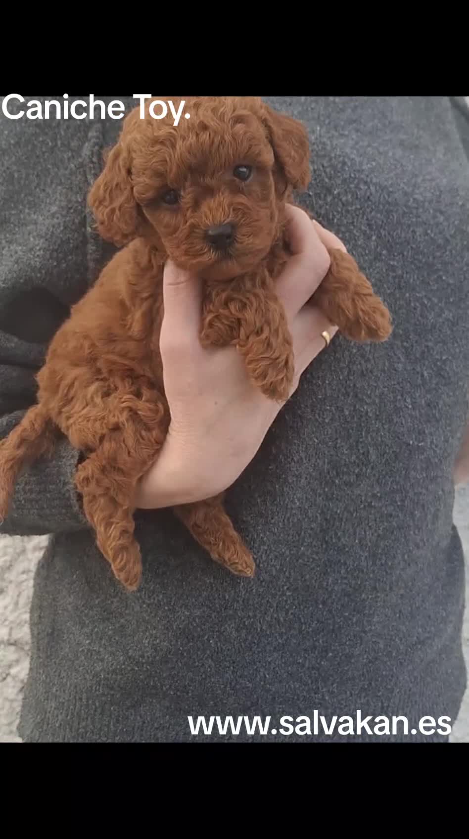 Caniche Toy perros en venta: Caniche Toy rojizo - Video 1