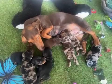 Teckel Miniatura perros en venta: Venta Teckel  - Video 1