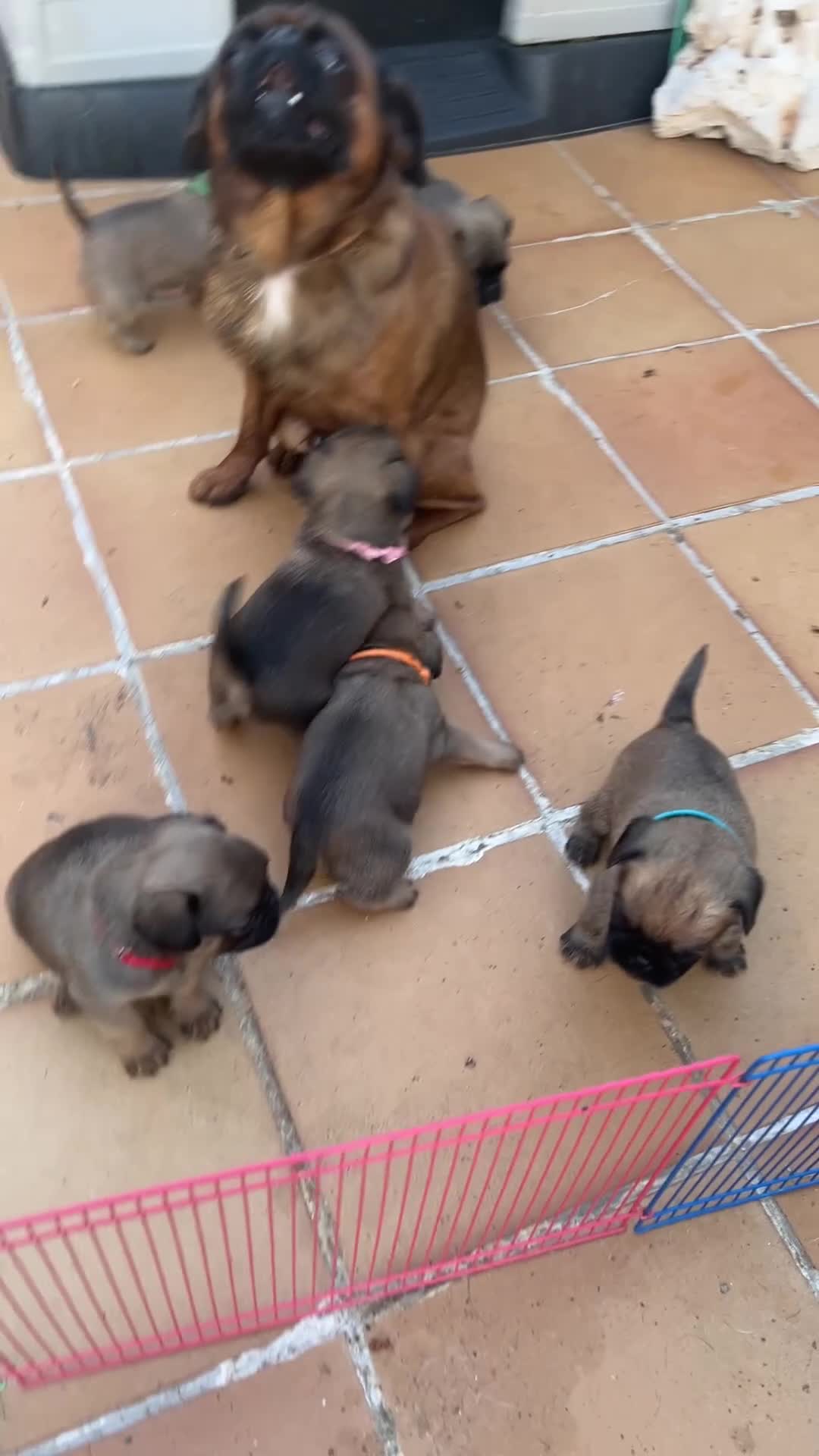 Petit Brabançon perros en venta: Petit Brabançon  - Video 1