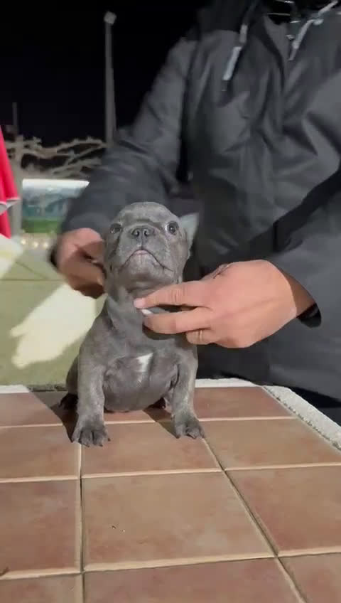 Bulldog Francés perros en venta: ‼️‼️BULLDOG FRANCES EXÓTICOS - Video 1