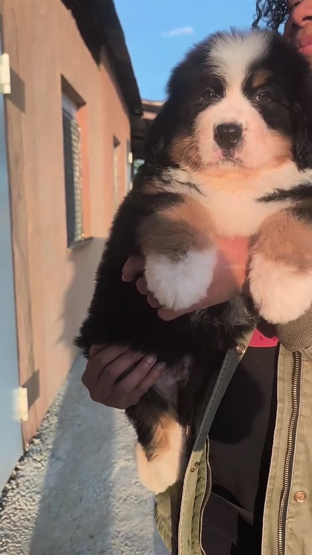 Boyero de Berna perros en venta: Boyero de berna  - Video 1