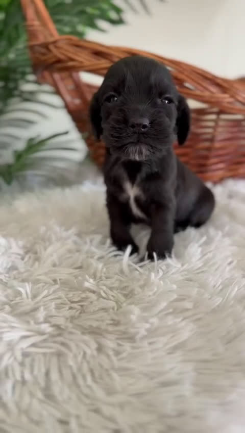 Cocker Spaniel Inglés perros en venta: COCKER SPANIEL INGLES - Video 1